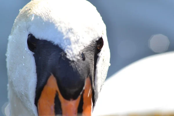 Cisne blanco — Foto de Stock