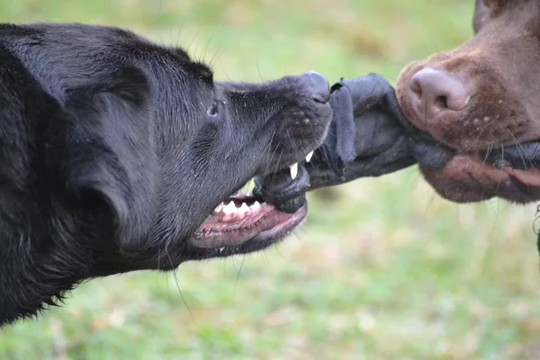 Labradores negros y marrones —  Fotos de Stock