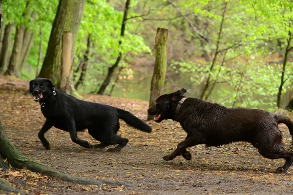 Dwa psy, czarny, brązowy labrador działa — Zdjęcie stockowe