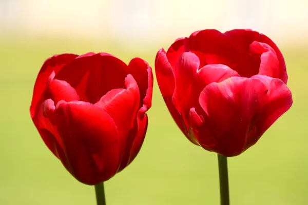 Tulipes rouges — Photo