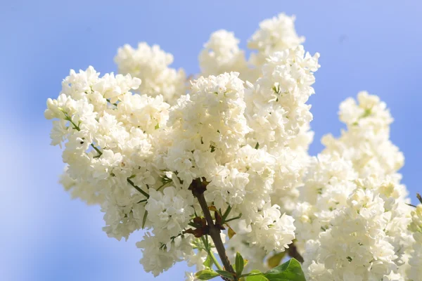 Rama de lila blanca — Foto de Stock