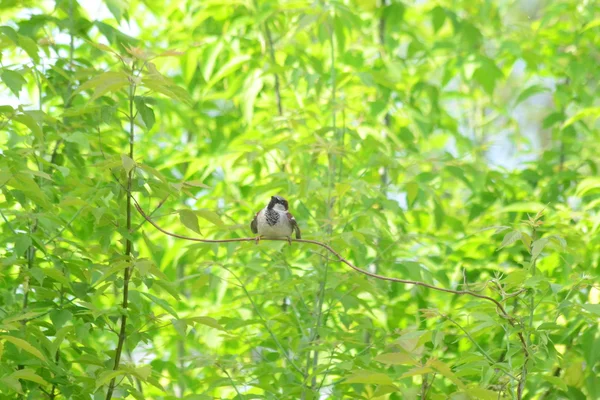 Moineau assis sur une branche — Photo