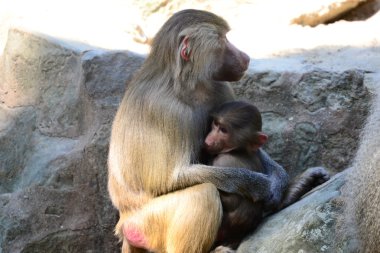 Bebek ile maymun