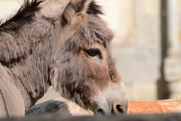 Cabeça de burro — Fotografia de Stock