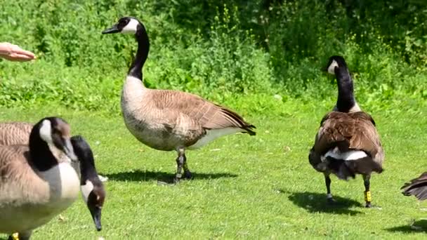 Ganzen op het gazon — Stockvideo