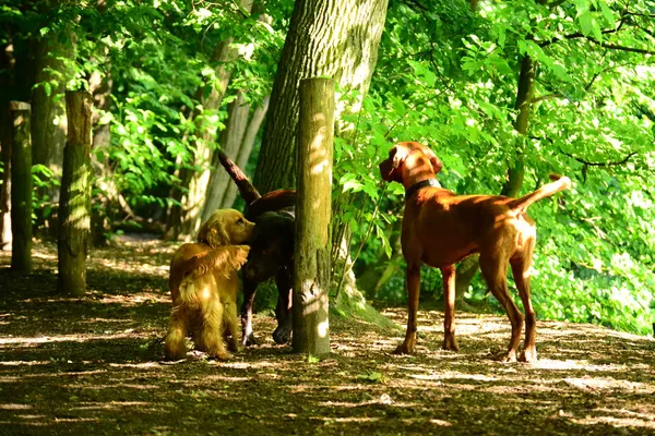 Conocer perros en el bosque — Foto de Stock