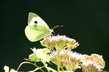 Beyaz kelebek çiçek alan