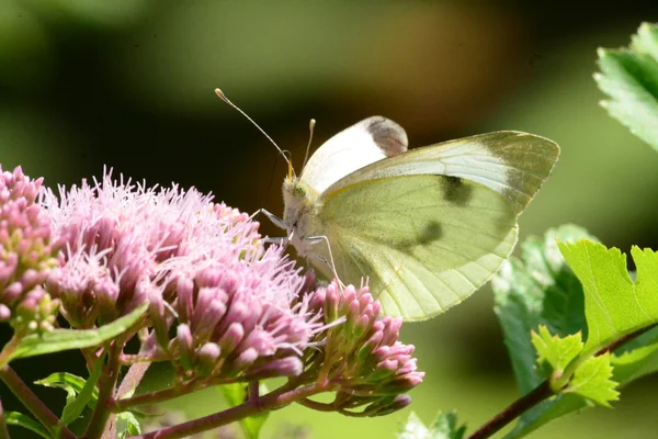 Kohlschmetterling — Stockfoto