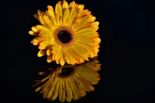 Желтый Цветок Герберы Капельками Воды Черном Отражающем Фоне — стоковое фото