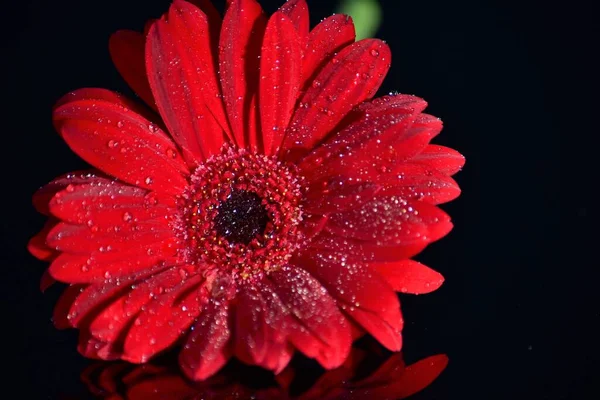 Цветок Гербера Капельками Воды Черном Отражающем Фоне — стоковое фото