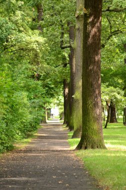 Cadde boyunca ağaçlar