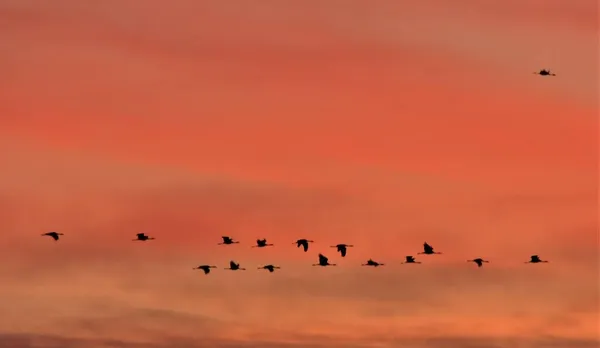 Uma Escola Guindastes Voa Amanhecer — Fotografia de Stock