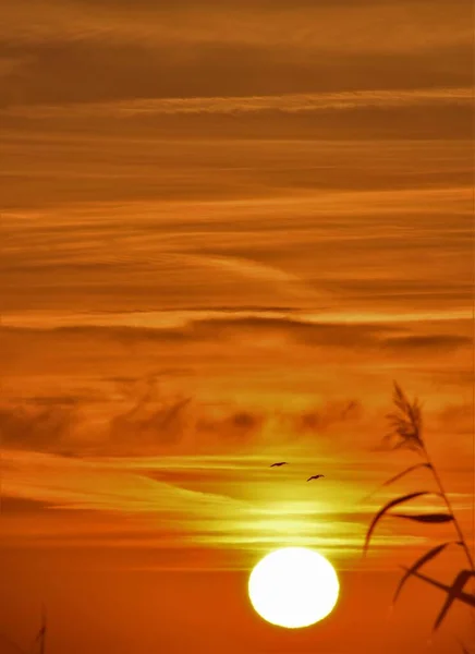 Wschód Słońca Ptaki Latające Oddali — Zdjęcie stockowe
