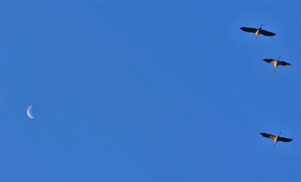 Краны Летят Фоне Голубого Неба — стоковое фото