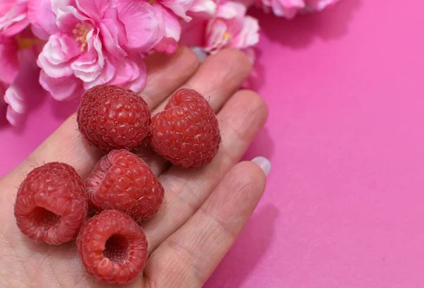 Frambuesas Maduras Una Mano Femenina Ramas Sakura —  Fotos de Stock