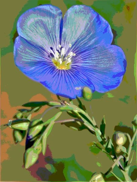 Knospen Und Blüten Blaue Flachsblume — Stockfoto