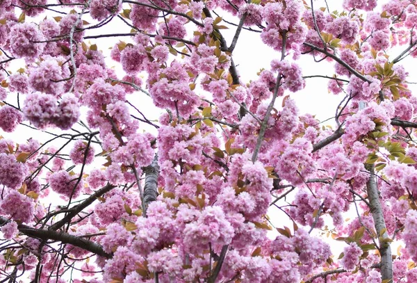 Boom Takken Van Bloeiende Roze Sakura — Stockfoto