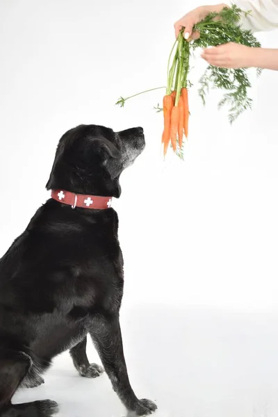 black big dog and carrot with leaves on white background