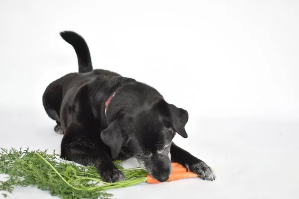 Svart Stor Hund Och Morot Med Blad Vit Bakgrund — Stockfoto