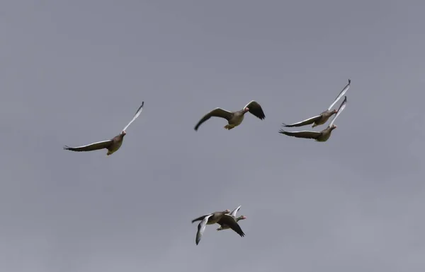 Geese Fly Sky Clouds — Photo