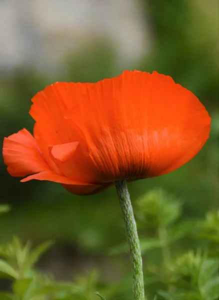 Flower Red Poppy Close — Foto Stock