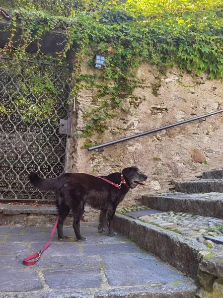 Perro Negro Con Una Correa Para Escalones Piedra — Foto de Stock