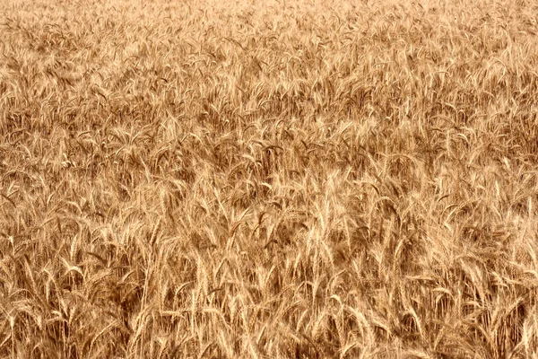 Wheat Background — Stock Photo, Image