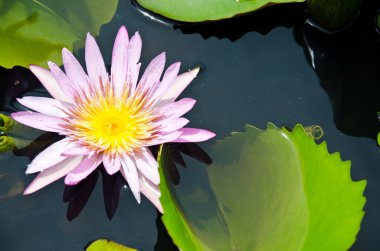 Lotus