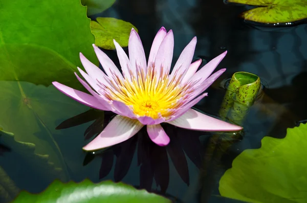Lotus