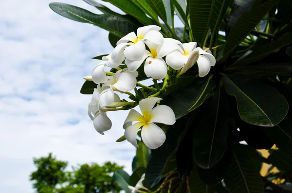 Plumeria