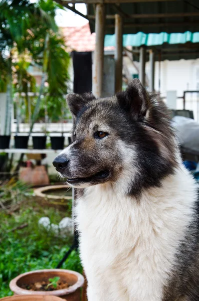 Hund — Stockfoto