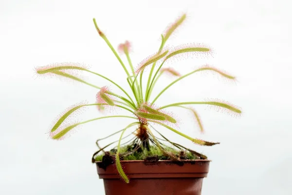 Drosera capensis