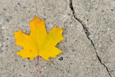 Sarı sonbahar akçaağaç ayrılmak