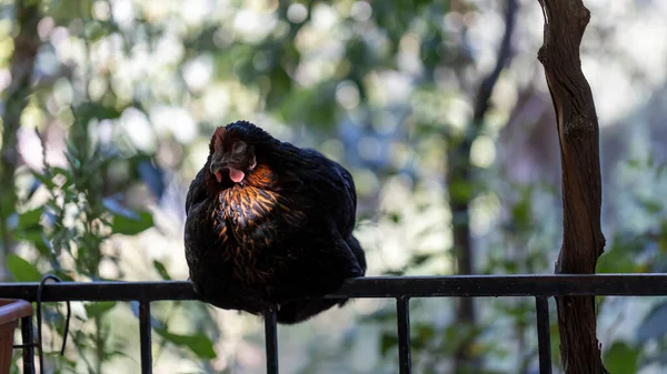 Pollo Negro Está Sentado Valla Cerca —  Fotos de Stock