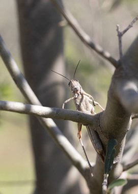 Göçmen çekirgenin ağaçta vurulması.