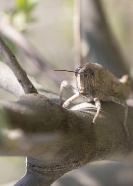 Göçmen çekirgenin ağaçta vurulması.
