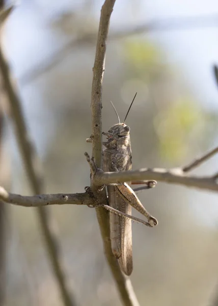 Shooting Migratory Grasshopper Tree — Stock Photo, Image