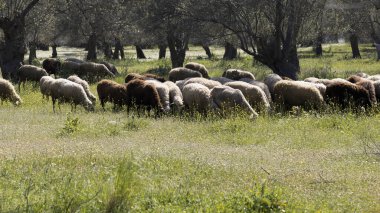 Zeytin ağaçlarının arasında otlayan koyunlar