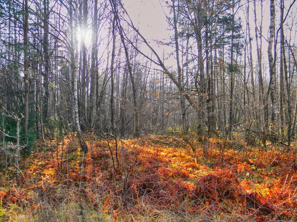 Sonbahar ormanında sabah, güneş ağaç gövdelerinden ve yerdeki parlak yapraklardan parlar.                    