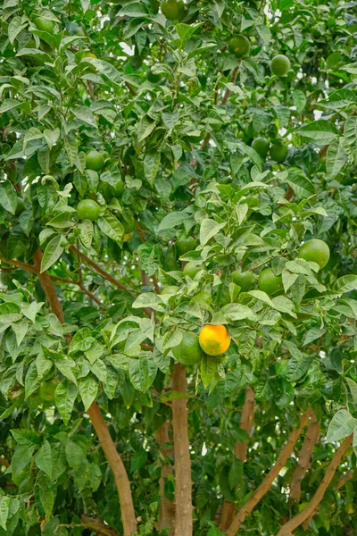 Uma Laranja Madura Entre Vegetação Uma Laranjeira — Fotografia de Stock