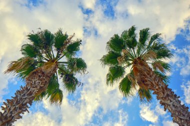 Gökyüzüne karşı Palm Sabal. Bu palmiye türleri Amerika 'nın subtropikal ve tropikal bölgelerinde, ABD' nin güneydoğusundaki Körfez Kıyısı / Güney Atlantik eyaletlerinde, güneyde Karayipler, Meksika ve Orta Amerika boyunca yaşar. 