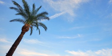 Gökyüzüne karşı uzanan palmiye ağacı (