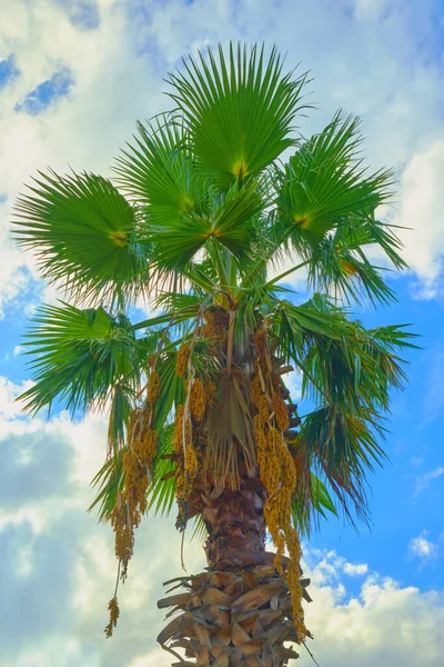Palm Sabal against the sky. This palm species is found in the subtropical and tropical regions of America, from the Gulf Coast / South Atlantic states in the southeastern United States, in the south through the Caribbean, Mexico and Central America