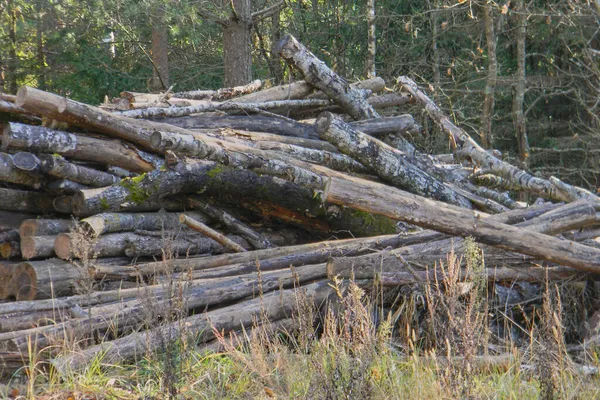 Oude Stammen Opgestapeld Een Hoop Een Open Plek Het Bos — Stockfoto