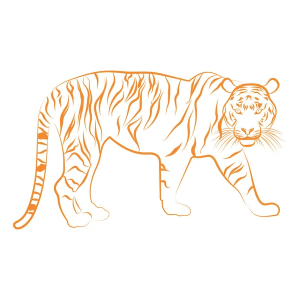 Esboço dourado de um tigre asiático Vector — Vetor de Stock