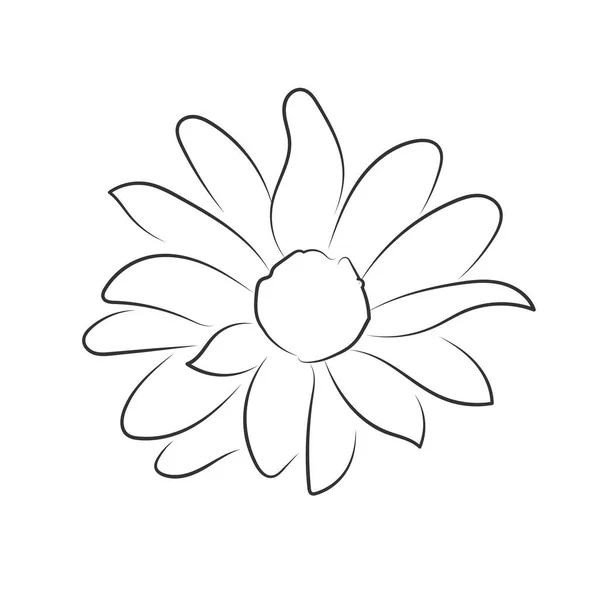 Isolated Sketch Sunflower Icon Vector Illustration — Stock Vector