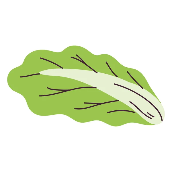 Isolated Sketch Lettuce Icon Flat Design Vector Illustration — Stock vektor