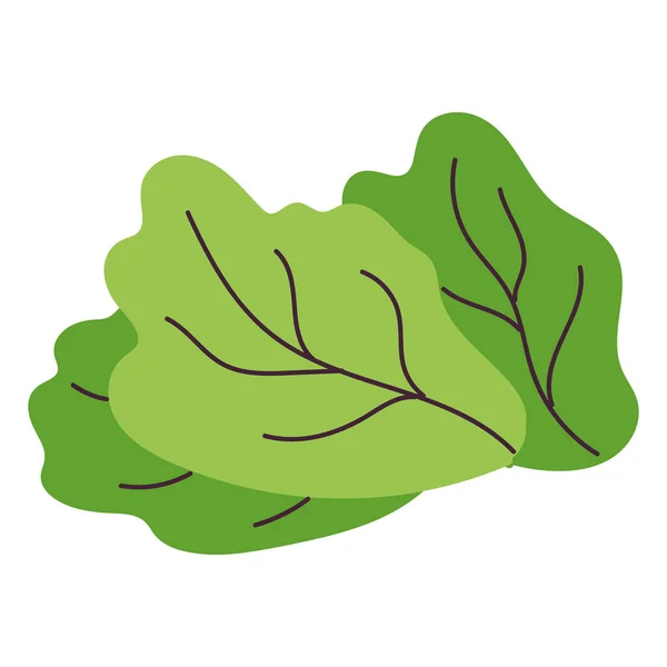 Isolated Sketch Lettuce Icon Flat Design Vector Illustration — Stock Vector