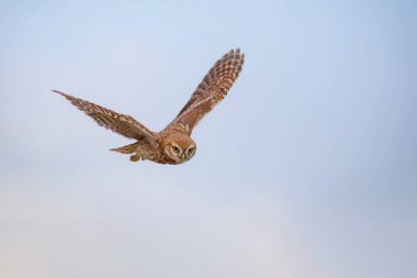 Flying owl. Nature background. Little Owl. Athene noctua. clipart