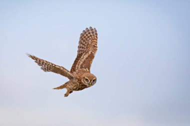 Uçan baykuş. Doğa geçmişi. Küçük Baykuş. Athene noctua.